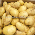 Производство картофеля